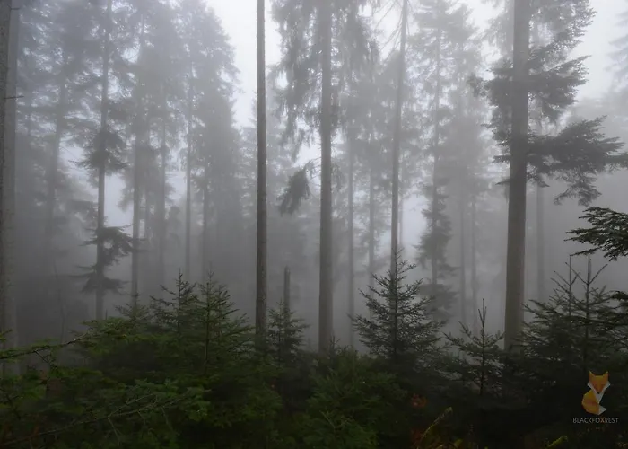 Blackfoxrest شقة *